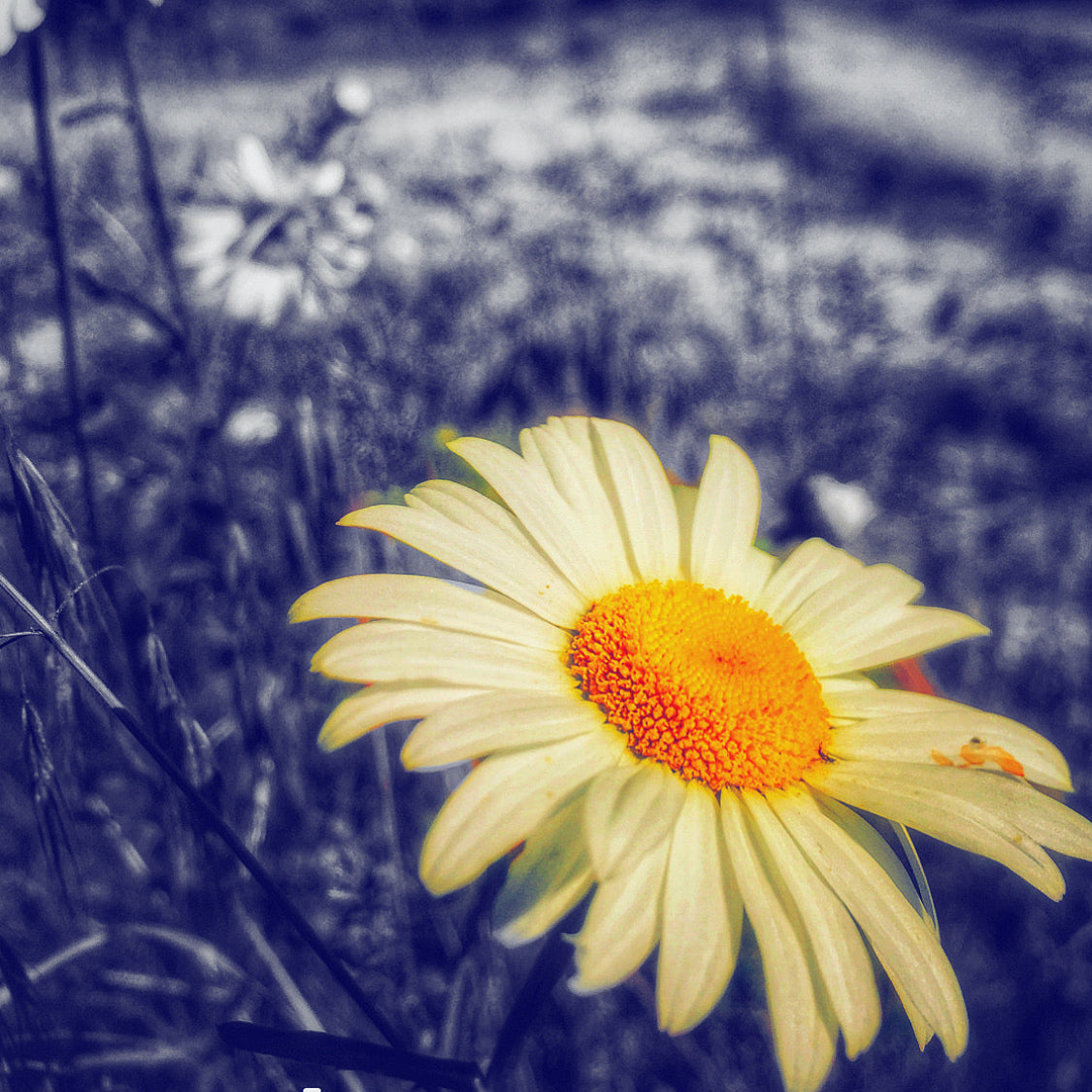 Yellow flower with a blurred natural background